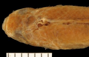 Media type: image;   Ichthyology 6395 Aspect: dorsal head